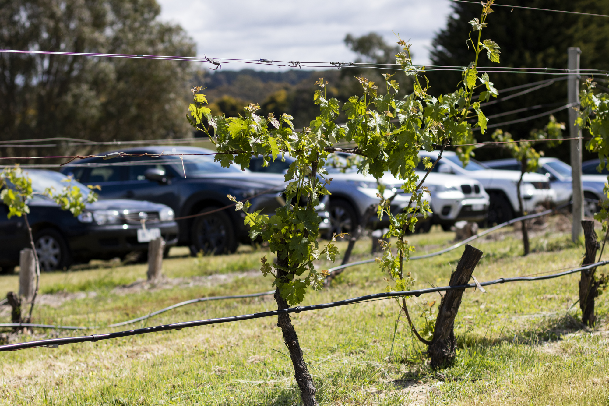 Cars parked by the Double Oaks vineyard 